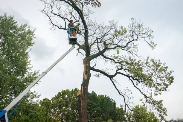 Best Tree Pruning Services  in USA